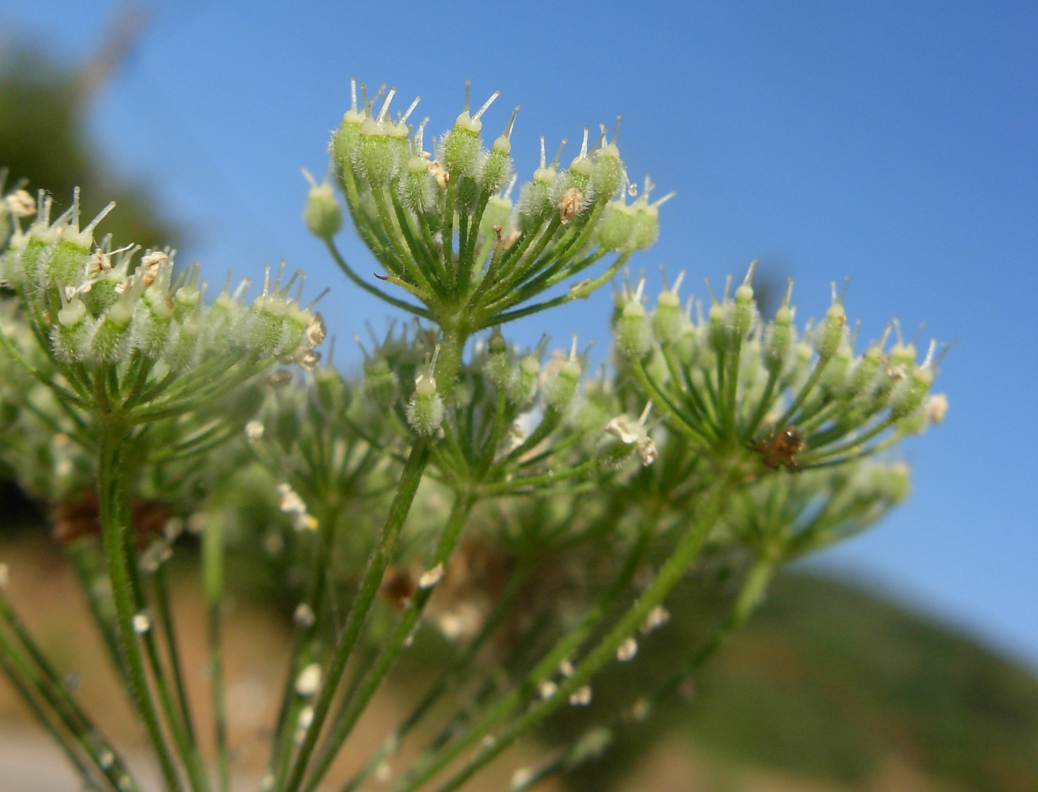 Pimpinella peregrina L./Tragoselino calcitrappa